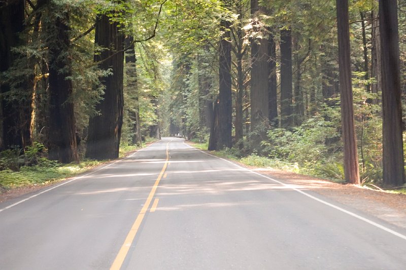 20150822_113704 RX100M4.jpg - Ave of the Giants, Redcrest, CA